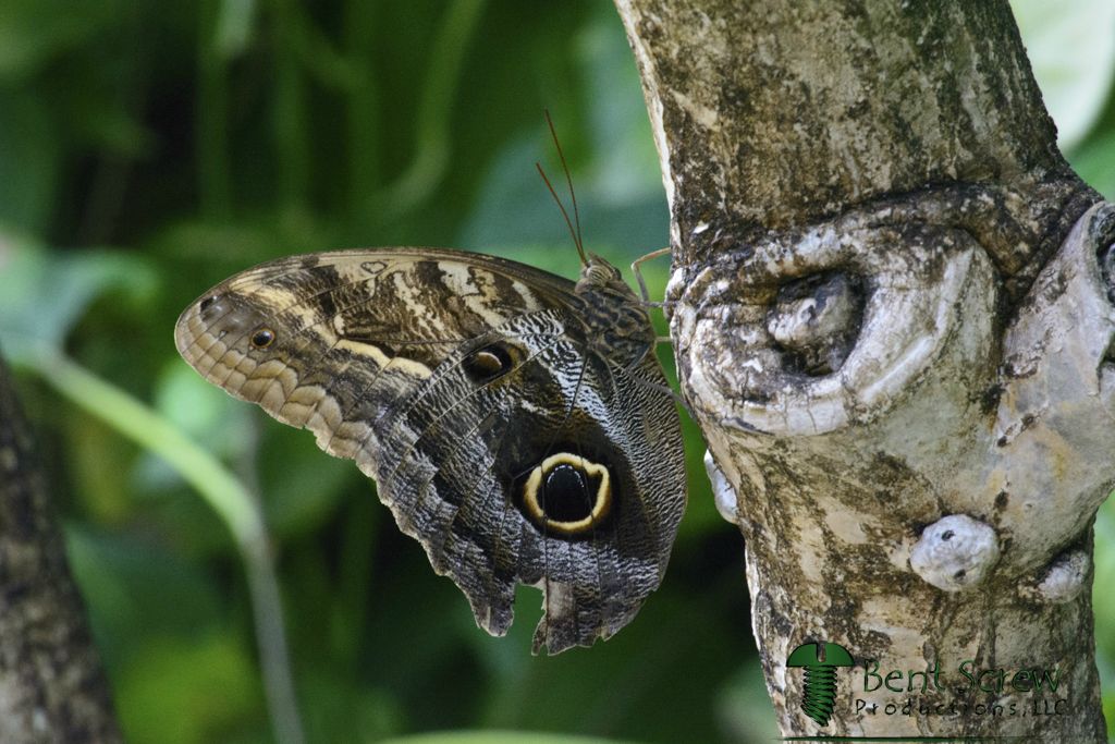 Butterfly - Tawny Owl3